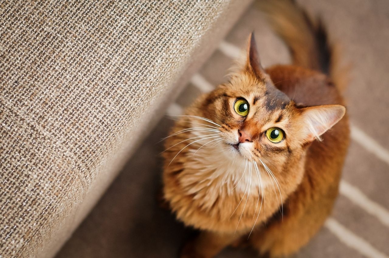 Visual Reference: How To Recognize Pain In Your Cat