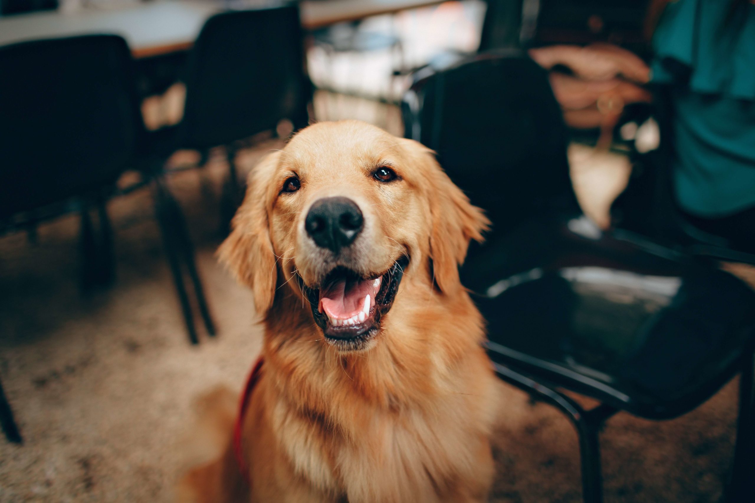 happy golden dog sitting down