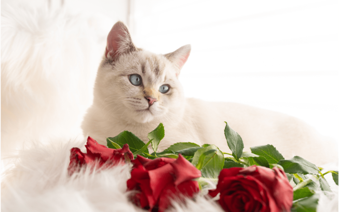 Four Ways To Celebrate Valentine’s Day With Your Pet