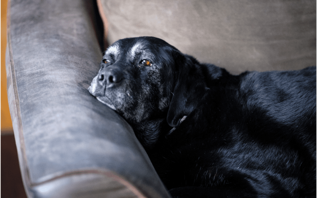 4 Ways to Get Ready for the Passing of Your Pet