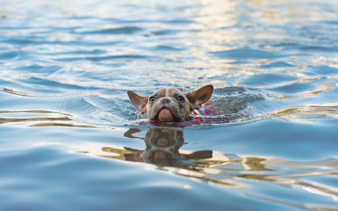 Essential Guidelines for Ensuring Safe Swimming with Your Pet
