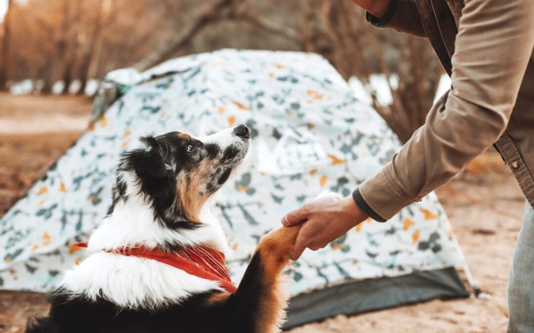 Discover These Helpful Tips for Camping with Your Beloved Pets