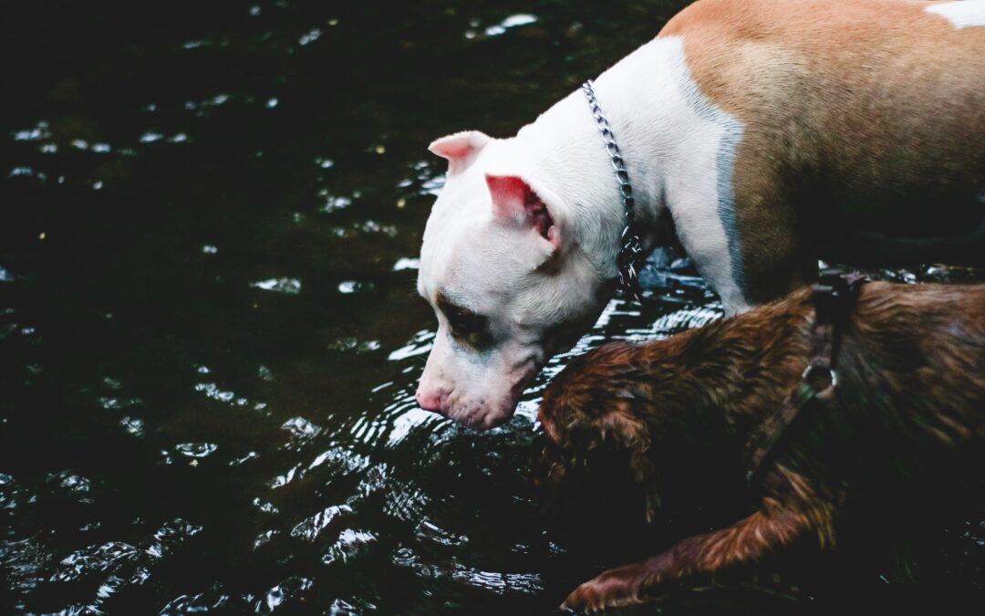Two dogs drinking from a river